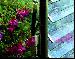 GREENHOUSES: ALUMINIUM GREENHOUSES and WOODEN GREENHOUSES - Automatic vent openers