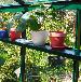 GREENHOUSES: ALUMINIUM GREENHOUSES and WOODEN GREENHOUSES - High level shelving