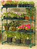 GREENHOUSES: ALUMINIUM GREENHOUSES and WOODEN GREENHOUSES - Shelving